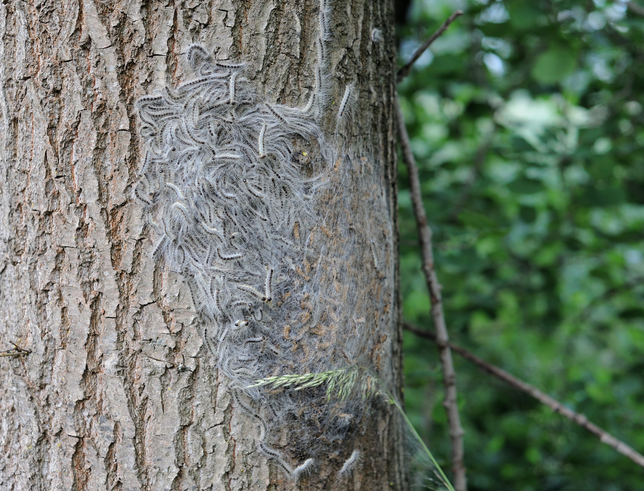 Eichenprozessionsspinner